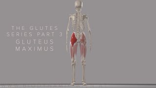 The Glutes Series Part 3 Gluteus Maximus Tensor Fascia Latae and it Band 3D Animation [upl. by Ecnerret]