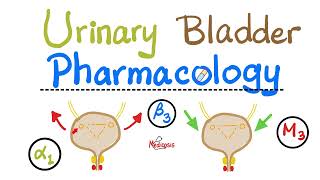 Pharmacology of Urinary Bladder — Detrusor Muscle Sphincters — Alpha Beta Muscarinic Nicotinic [upl. by Enileme]