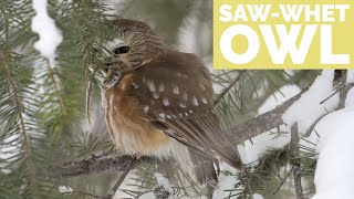 Photographing A SawWhet Owl with the help of a friend  Bird Photography in Jackson Hole [upl. by Esinereb]