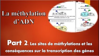 La Méthylation de L ADN part 2 sites de méthylations conséquences sur la transcription des gènes [upl. by Artapoelc]