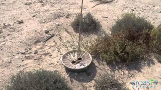 Successful planting Dubai desert with the Groasis Waterboxx [upl. by Daas558]