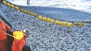 Amazing Big Catch Fishing on the Sea  Catch Hundreds Tons Fish With Modern Big Boat [upl. by Chaker]