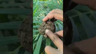 इसके इस्तेमाल से Areca Palm हरा भरा हो जाएगा  Areca Palm Care [upl. by Philan889]