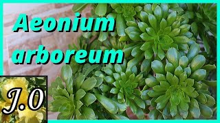 Cuidados del Aeonium arboreum  Reproducción🍀 [upl. by Ad]