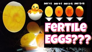 How to check if an egg is fertile and development stages egg candling [upl. by Anivlis]