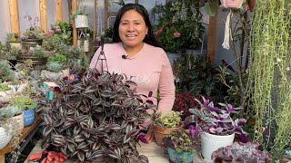 Tradescantias Plantas de interior muy abundantes trasplante y propagación [upl. by Teresita]