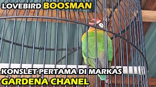 LOVEBIRD JANTAN PERTAMA DOUBELAN MENUJU KONSLET ADA USAHA ADA REZEKI [upl. by Akinohs]