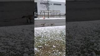 Canadian GooseBranta Canadensis canadagoose goose canada canadasnow ytshorts viral [upl. by Eiramnwad]