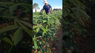 Cassava growing cassava [upl. by Eicarg]