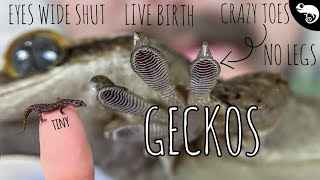 Geckos All of the Geckos  Phylogeny of Lizards [upl. by Sordnaxela761]