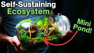 I Made a Self Sustaining Terrarium With a Mini Pond Here’s How [upl. by Ainerol]