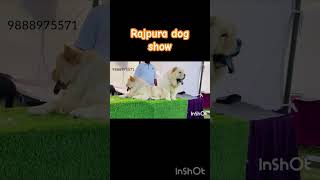 dogshow doglover dogshorts phonk music halloween beats typebeat [upl. by Nahtiek504]