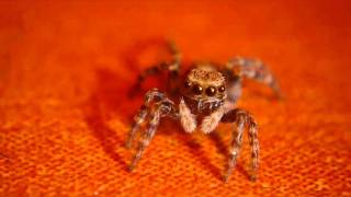 British Species of Jumping Spider [upl. by Ardnac]