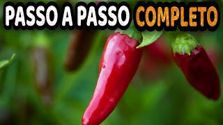 Tudo sobre Pimenta  Como Plantar e Cultivar Pimentas com Sucesso [upl. by Roehm]