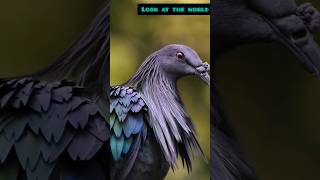 Meet the Exotic Nicobar Pigeon [upl. by Haral359]