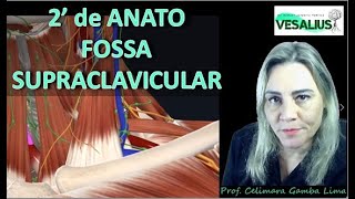 Anatomia da Fossa Supraclavicular  2 minutos de anato [upl. by Churchill]