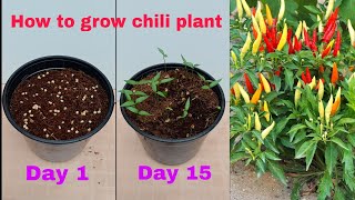 How to grow green chillies at home  How to grow chili plant from seeds at home  Grow chilli plant [upl. by Victorine]