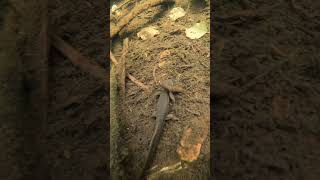 Roughskinned Newt swimming [upl. by Edelson850]