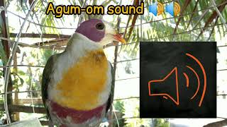 Yellow breasted fruit dove sound  Wild Kingfighter Channel [upl. by Barrie]