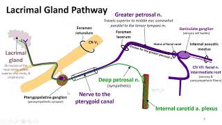 Nasal Cavity Sinuses and Ear LO  Greater Petrosal [upl. by Boote322]