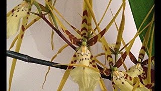 The Spider Orchid  new spikes and old blooms on this potted Oncidium Orchid in the Greenhouse [upl. by Werdna]