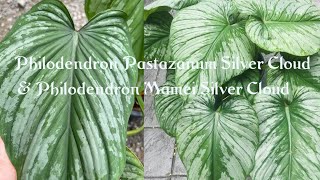 Propagation of Philodendron Silver cloudPhilodendron Silver cloud propagation and Care [upl. by Godfree857]