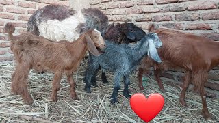 Sheep mating with goats on the farm [upl. by Jessalin374]