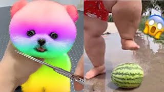 2024 Chó Phốc Sóc Mini 😍 Funny and Cute Pomeranian💖20 直 [upl. by Juno334]