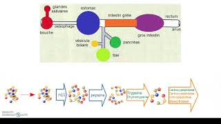 RD1a Digestion des protéines retour de cours [upl. by Shalna]