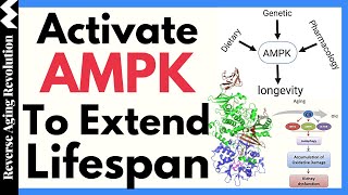 Targeting AMPK Pathway To Extend LIFESPAN [upl. by Juxon]