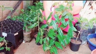 How to Plant Pereskia Aculeata in Pots [upl. by Ainalem]