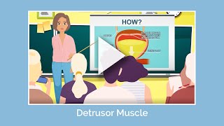 The Detrusor Muscle [upl. by Fabrin]