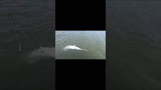 Paddlefish Snagging  Truman Lake [upl. by Odnumyar]