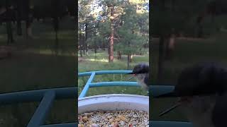 2 Nuthatches singing or complaining to each other birds birdspecies wildlife birdtypes nature [upl. by Aniara]