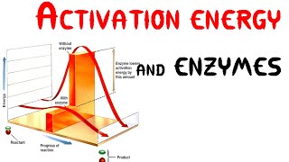 Activation energy and Enzymes Animation [upl. by Mutua]