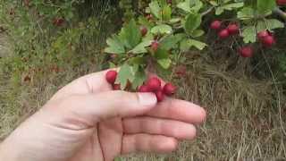 Bagas comestiveis de Pilriteiro Crataegus laevigata [upl. by Traggat816]