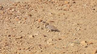 Male ashycrowned sparrowlark feeding in sand in the afternoon at Jaisalmer Rajasthan India [upl. by Eardnoed69]