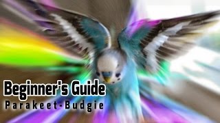 How to take Care of a Parakeet  Budgie Beginners Guide to Pet Birds [upl. by Leinehtan]