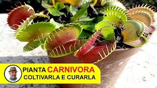 PIANTA CARNIVORA [upl. by Fontana978]