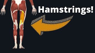 How to Draw the Hamstrings  Anatomy for Artists [upl. by Jo Ann]