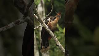 Hoatzin Bird sitting silently bird hoatzin perched tropical forest nature wildlife HA58834 [upl. by Ahsieym]