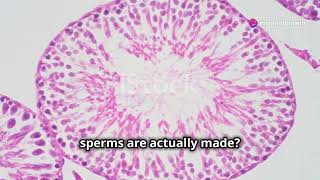 Spermatogenesis How Sperm is Made  NEET  By Nagavelli Prasad [upl. by Etteroma209]