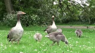 Greylag Geese and Goslings [upl. by Einej781]