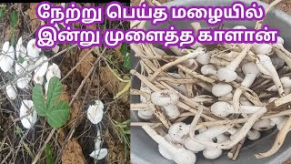 இயற்கை காளான் நேற்று பெய்த மழையில் இன்று முளைத்த காளான் Natural Mushroom Biggest Find Mushrooms [upl. by Clare759]