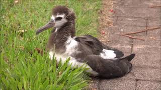 Laysan Albatross Hawaii [upl. by Thirzi]