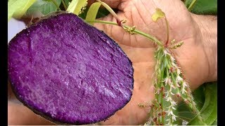 Purple Yam UbeUbi Vines Flowering in California Harvesting Dioscorea Alata Soon [upl. by Haridan390]