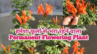 How to grow and care Tecoma Plant  Tecoma Plant care  Best permanent Plant for summer season 🌱 [upl. by Odnamla869]