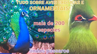 MAIOR CRIATORIO DE AVES EXÓTICAS E ORNAMENTAIS DA REGIÃO [upl. by Grannias]