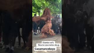 casamance kankouran sénégal ziguinchor koldashortvideo [upl. by Llerrah823]