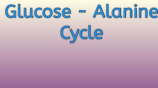 Glucose  Alanine cycle ll significance in gluconeogenesis [upl. by Clarence169]